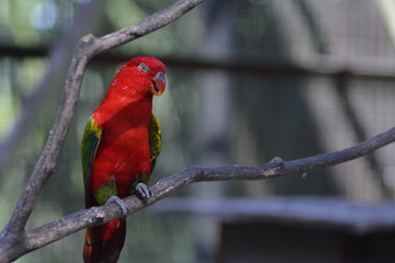 The Red
