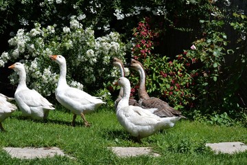 troupeau d'oie au jardin