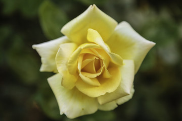 Alhambra, Generalife, Granada