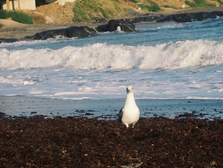 Fototapeta premium seagull near the sea