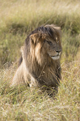 East African Lion (Panthera leo nubica)
