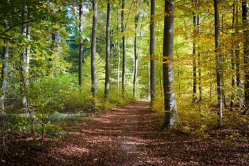 Fototapeta na wymiar Herbstlicher Wald in Schieder