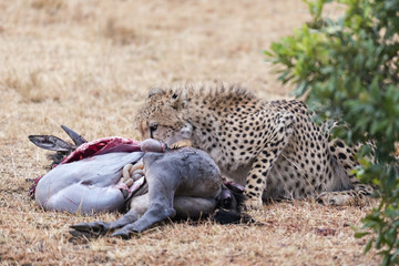 adult cheetah feasting on antelope kill © gator