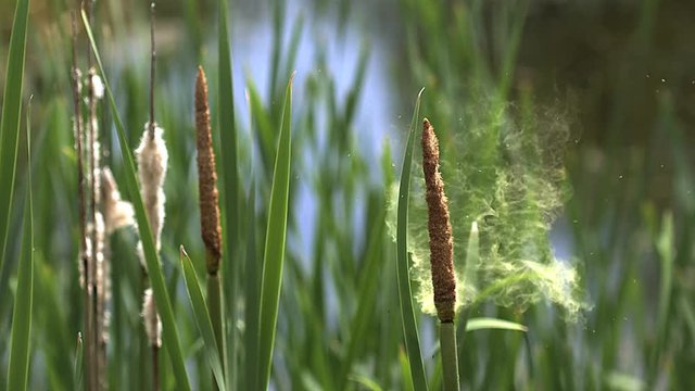 Great Reedmace or Bulrush, typha latifolia, Pollen being released from Plant, Pond in Normandy, Slow Motion