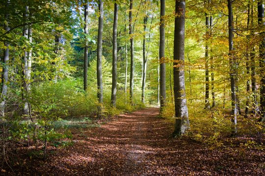 Herbstlicher Wald in Schieder