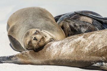 Sleeping Galapagos Sea Lions