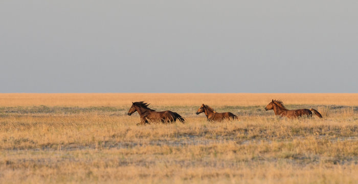 A herd of wild horses galloping across the steppe..Selective focus..