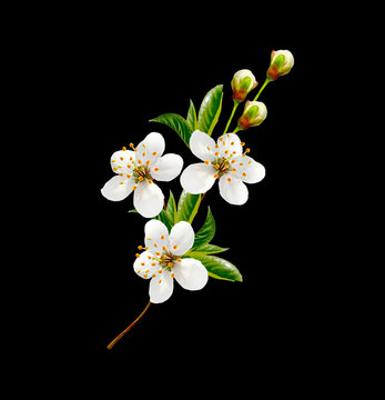 Blossoming twig of cherry fruit isolated on white background