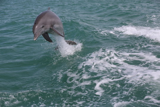 Dolphin jumping waves