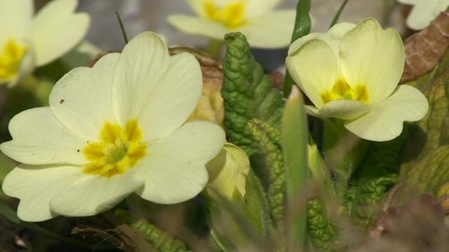 Primeln oder Schl&uuml;sselblumen