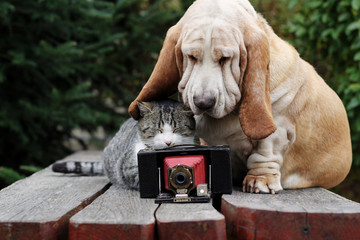 Dog and kitten with camera  - 125933497