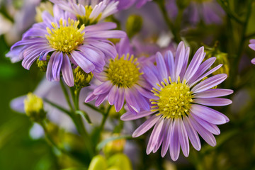 Fototapeta premium Purple and yellow flower in natural light