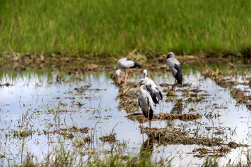 Asian Open-billed stork