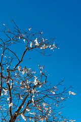 Blue Sky, Climate Change winter at Southern California, Big Bear