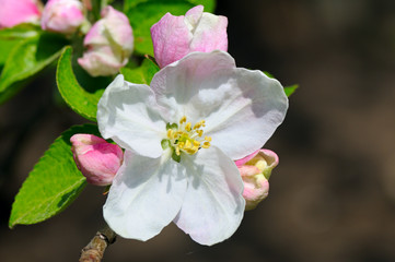 Flowers and buds of apple trees on a dark background.