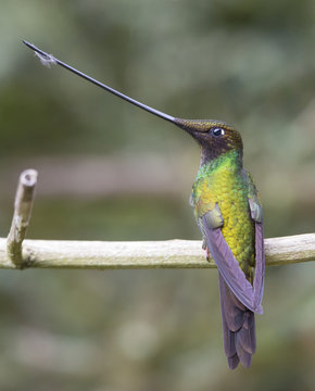 The Swordbill Hummingbird has the longest beak in relation to size of any bird in the world.