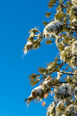 Blue Sky, Climate Change winter at Southern California, Big Bear