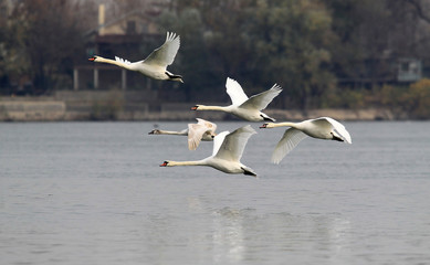 Group of Swans flying over the River Danube at Zemun in the Belgrade Serbia.