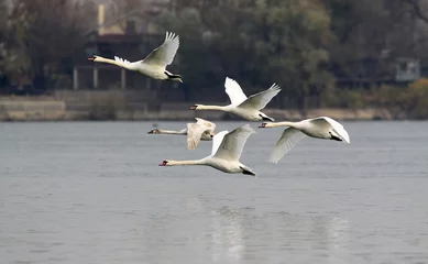 Photo sur Plexiglas Cygne Group of Swans flying over the River Danube at Zemun in the Belgrade Serbia.
