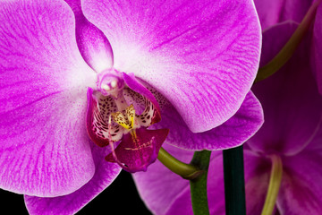 Orchid