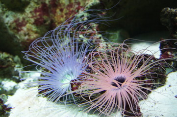 Jellyfish in the aquarium