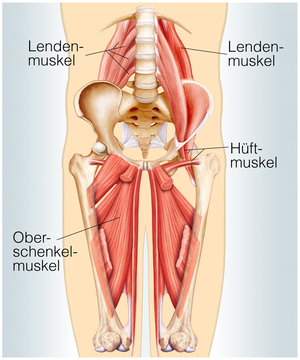 H&uuml;ft- und Lendenmuskeln
