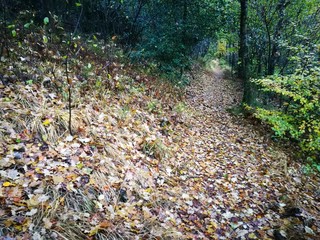 Wanderweg mit Herbstlaub im Herbst am Philosophenweg in Oerlinghausen bei Bielefeld am Hermannsweg...