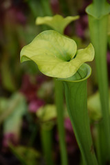 Sarracenia minor
