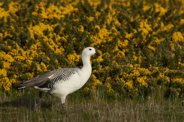 Male Upland Goose (Chloephaga picta leucoptera) walking past flowering gorse on Carcass Island in...