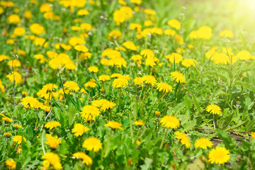 Yellow dandelions on the green field