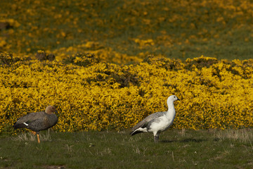 Pair of Upland Geese (Chloephaga picta leucoptera) walking past flowering gorse on Carcass Island in the Falkland Islands.