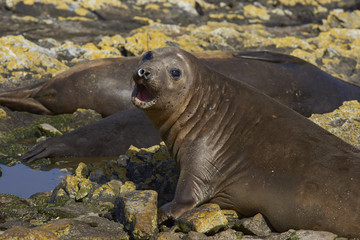 Female Southern Elephant Seals (Mirounga leonina) on the coast of Carcass Island in the Falkland...