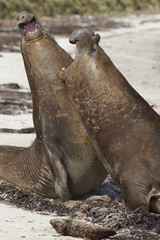 Male Southern Elephant Seals (Mirounga leonina) fighting during the breeding season on Carcass Island in the Falkland Islands.