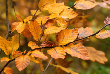 Golden autumn leaves on a branch in forest.