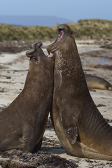 Obraz premium Male Southern Elephant Seals (Mirounga leonina) fighting during the breeding season on Carcass Island in the Falkland Islands.