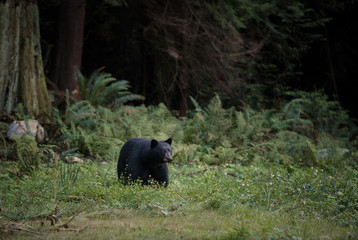 Black bear strolls through the grass