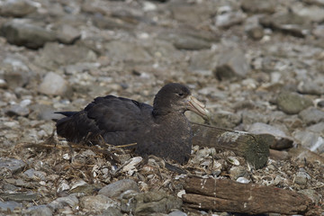 Southern Giant Petrel (Macronectes giganteus) sitting on a nest on a shingle beach on Carcass Island in the Falkland Islands. 