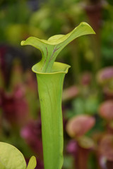 Sarracenia minor
