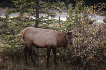 Elk in a medow 2
