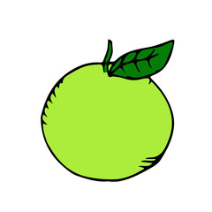 green apple scetch. vector.