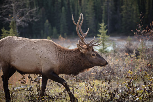Elk in a medow 12