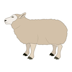 Lamb icon. Livestock animal life nature and fauna theme. Vector illustration