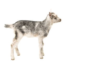 Fototapeta na wymiar Gray goat isolated