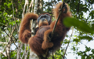 dominant male orangutan in the jungles of Sumatra, Bukit Lawang