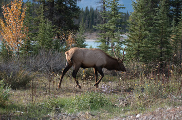 Obraz na płótnie Canvas Elk in a medow 16