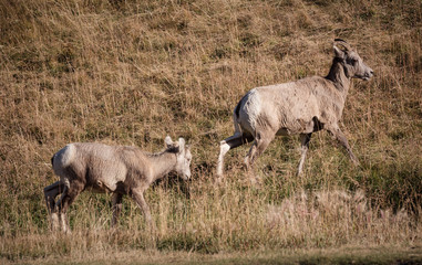 Naklejka na ściany i meble Group of big horn sheep 4