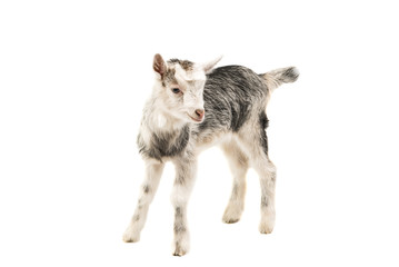 Gray goat isolated