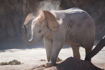 Baby Elephant
