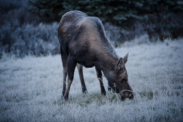 female moose grazes 1