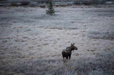 female moose grazes 3